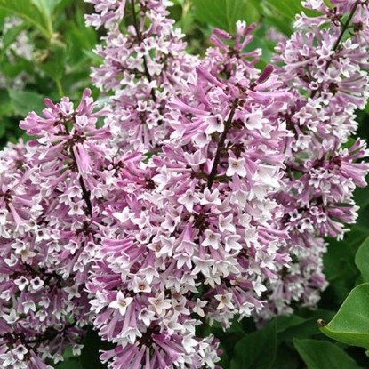 Сирень раскидистая Мисс Ким (Syringa patula Miss Kim) 2 В.15-20 см