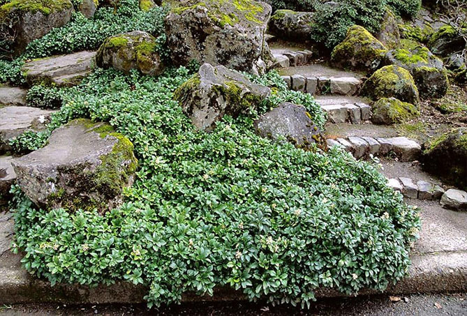 Пахисандра верхушечная Грин Карпет (Pachysandra terminalis  `Green Carpet`) С2
