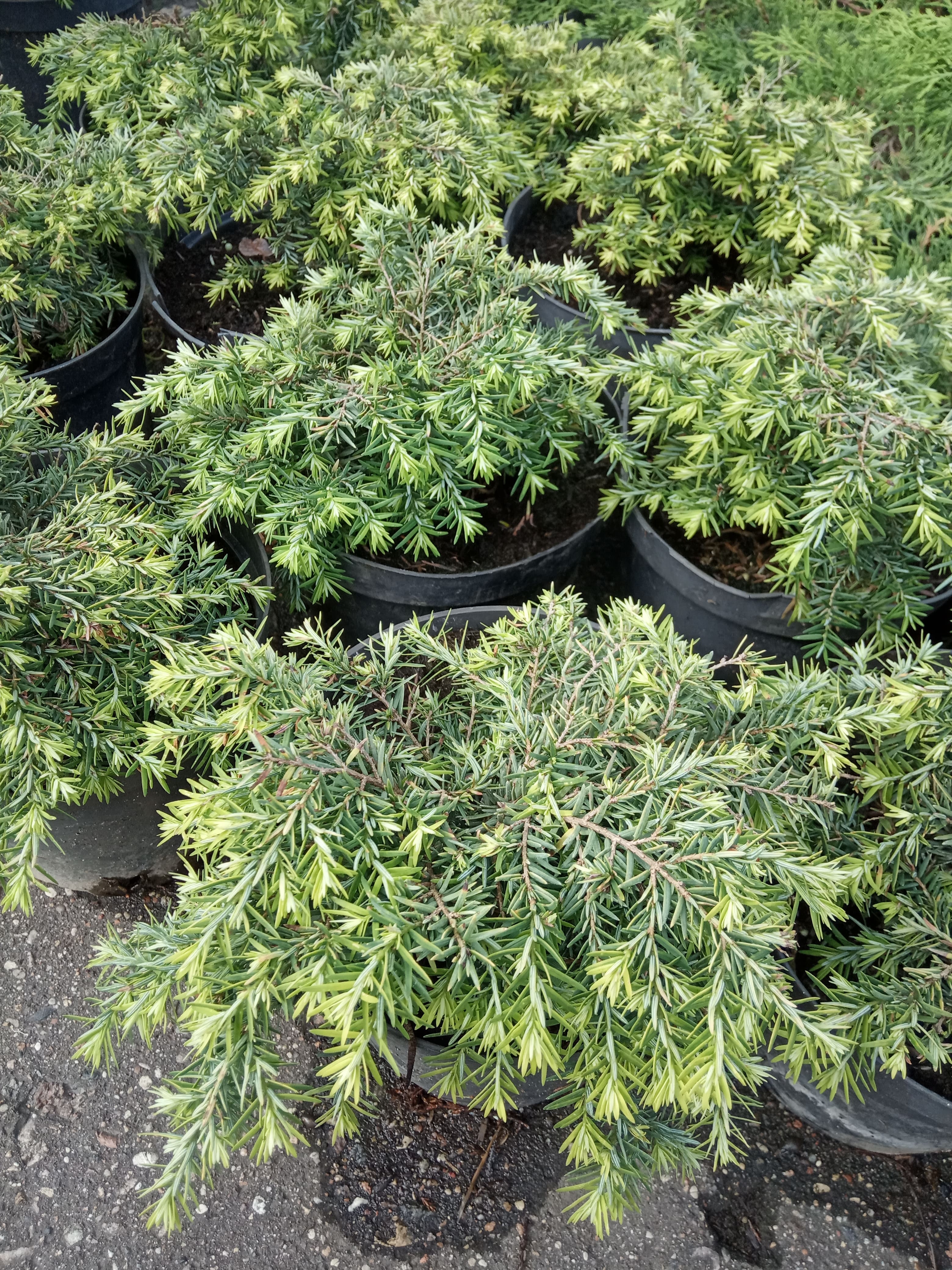 Тсуга канадская Нана (Tsuga canadensis Nana) С3, 10-15 см