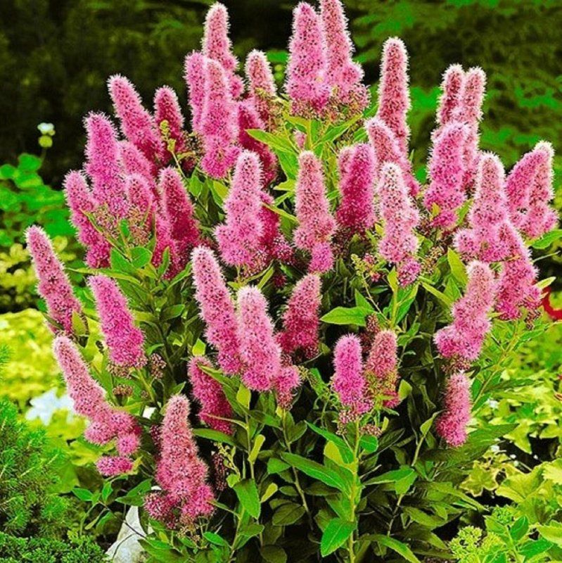 Спирея Билларди (Spiraea billardii) С20, 130-140 см