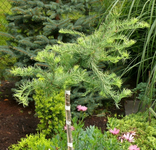Лиственница Диана (штамб) (Larix kaempferi `Diana`), С5, выс.200