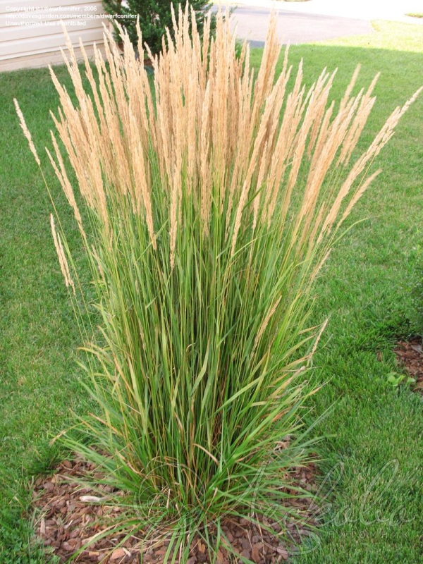 Вейник остроцветковый&nbsp;(Calamagrostis acutiflora), С20, выс: 150 см