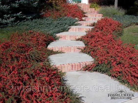 Кизильник Даммера (Cotoneaster dammeri) С2 В.30 см