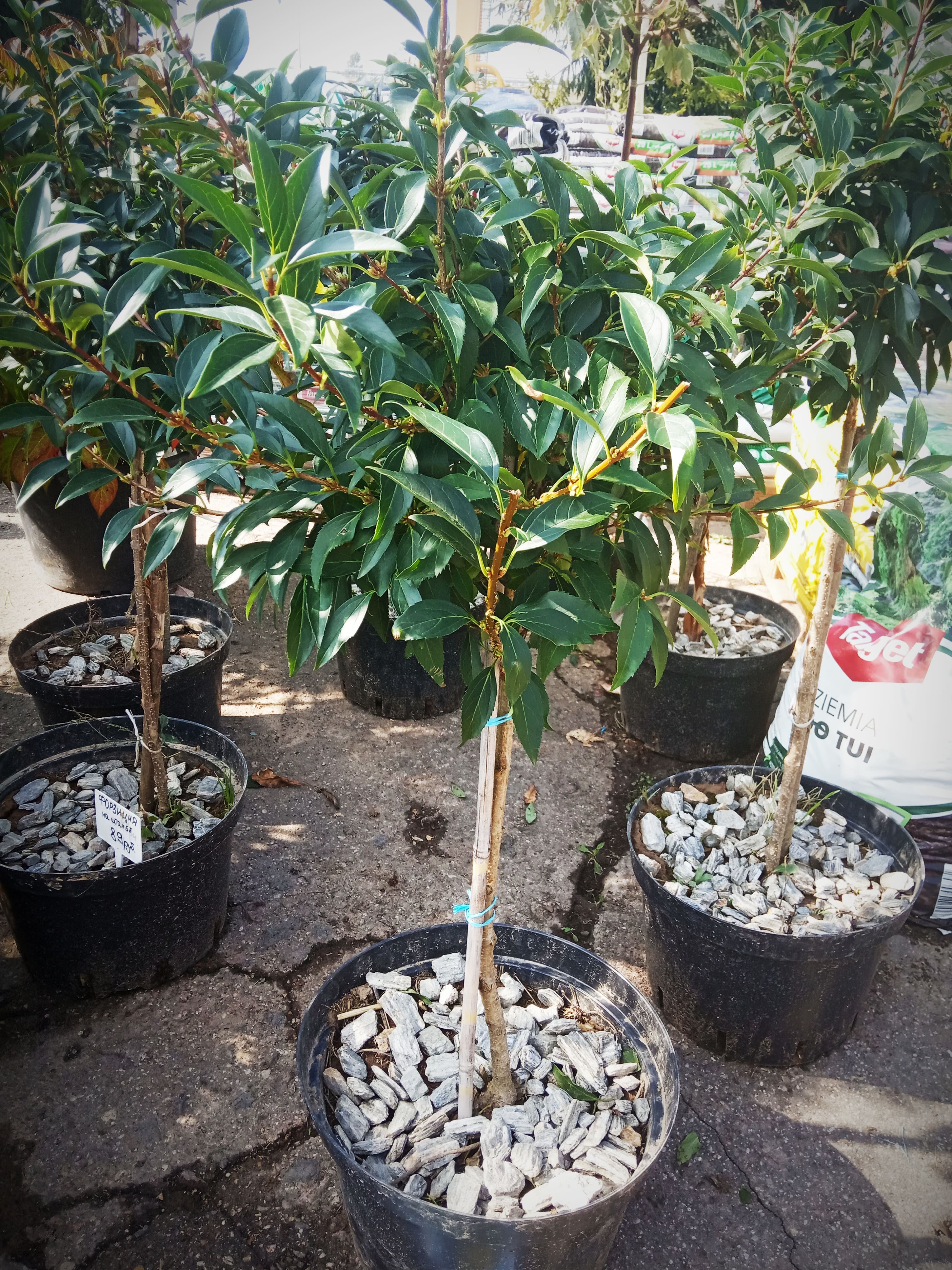 Форзиция Линвуд на штамбе (Forsythia Lynwood) С5, выс. 120-140 см