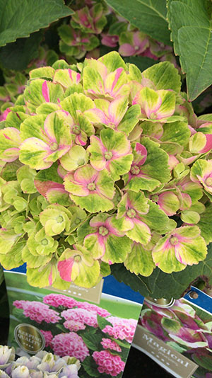 Гортензия Макрофила розово-зелёная (Hydrangea macrophylla)