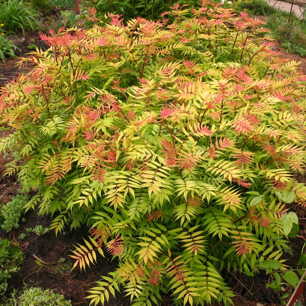 Рябинник рябинолистный  Сэм (Sorbaria sorbifolia 'Sem') С3