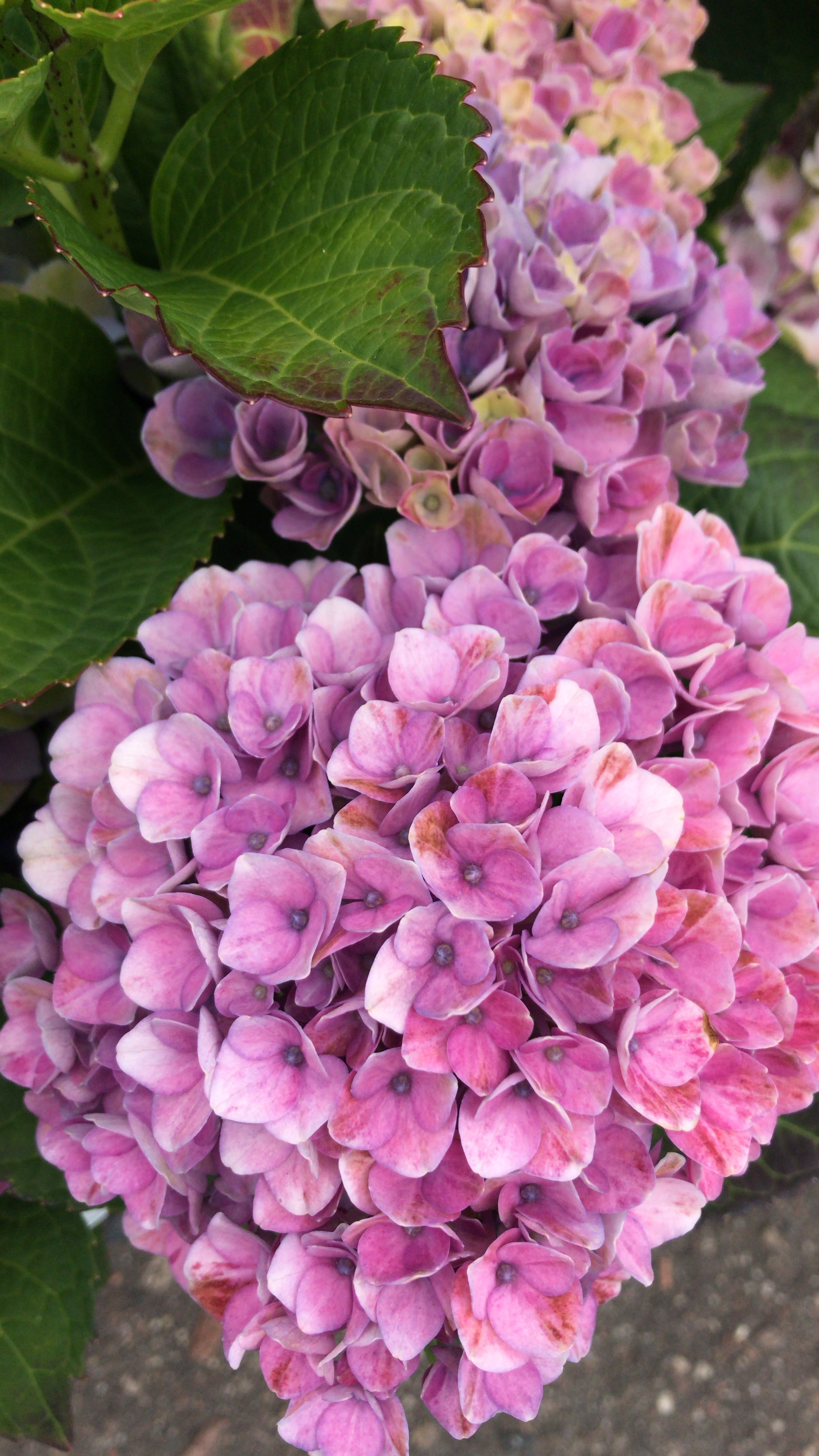 Гортензия Макрофила фиолетово-розовая (Hydrangea macrophylla)