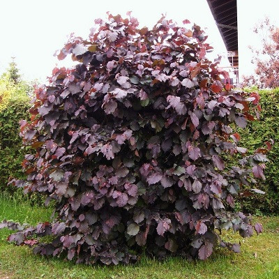 Лещина Пурпурная (Corylus Purpurea), С10, выс. 240 см