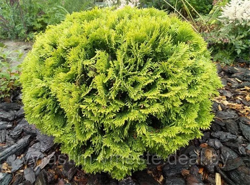 Туя западная Мириам (Thuja occidentalis Mirjam) С10 диам. 40-45см