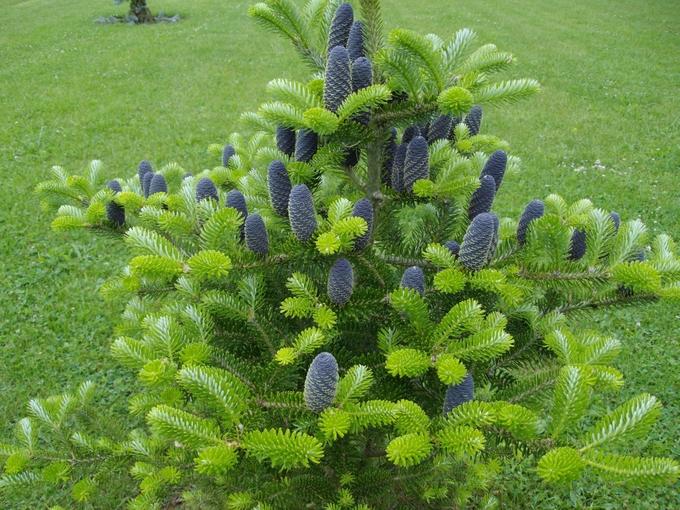 Пихта Корейская  (Abies Koreana) С5, выс. 40-50 см
