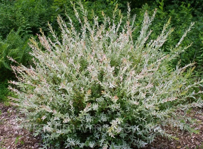 Ива Хакуро Нишики (Salix  &lsquo;Hakuro nishiki&rsquo;) С2, 30-60 см