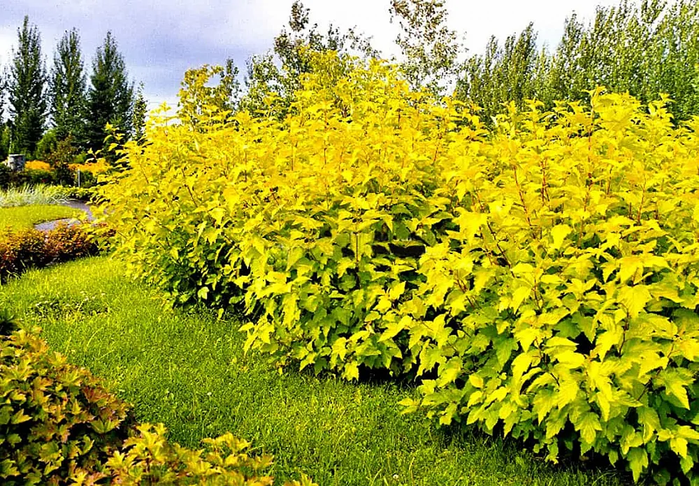 Пузыреплодник калинолистный Лютеус (Physocarpus opulifolius  'Luteus'), С35 выс. 140-150 см