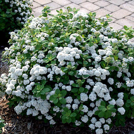 Спирея березолистная Тор (Spiraea betulifolia Tor) С2, 40-50 см