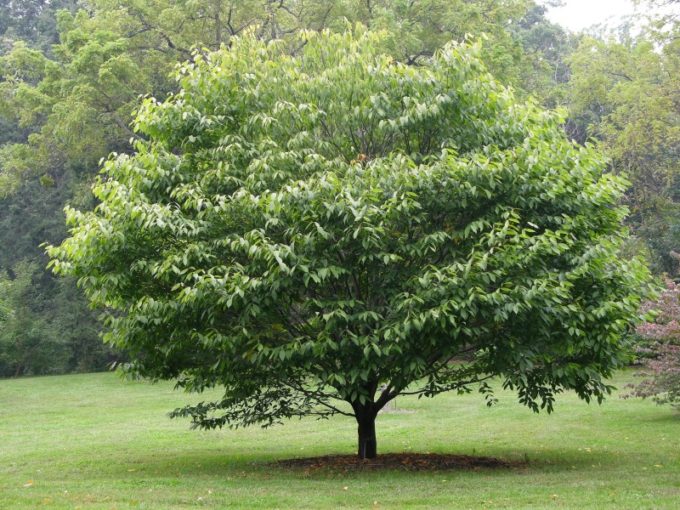 Граб (Сarpinus), С10, выс. 150-170 см