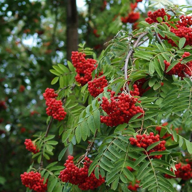 Рябина обыкновенная Пендула (Sorbus aucuparia Pendula) С20 В.150 см