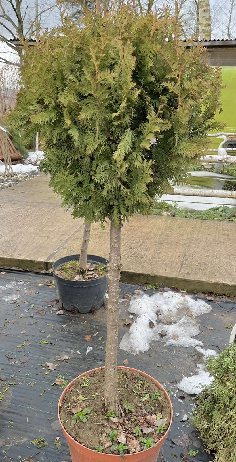 Туя западная Спиралис (Thuja occidentalis &lsquo;Spiralis&rsquo;), формированная, С10