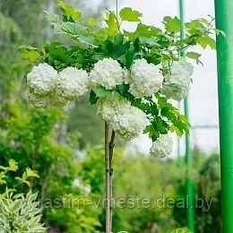 Калина обыкновенная Похьян Нейто ( Viburnum opulus Pohjan Neito ) ШТАМБ С10 В.180-200 см