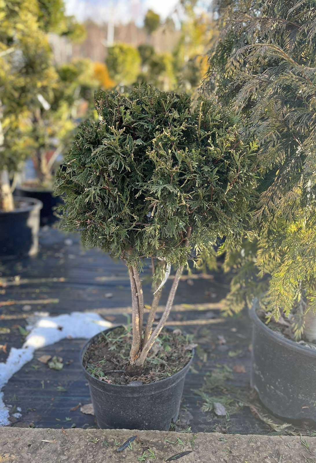 Туя западная Конфетти (Thuja occidentalis Konfettii), формированная, выс: 60-80см