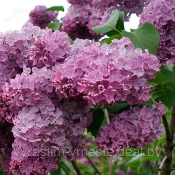 Сирень Мейери Палибин (Syringa meyeri Palibin) С2 В.15-20 см