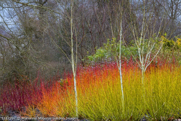 Дерен отпрысковый Флавирамея  (Cornus sericea &lsquo;Flaviramea&rsquo;), С3, выс.60-70