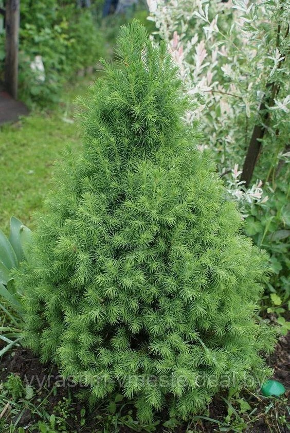 Ель канадская Коника (Picea glauca &lsquo;Conica&rsquo;)С 35 В.80-90 см