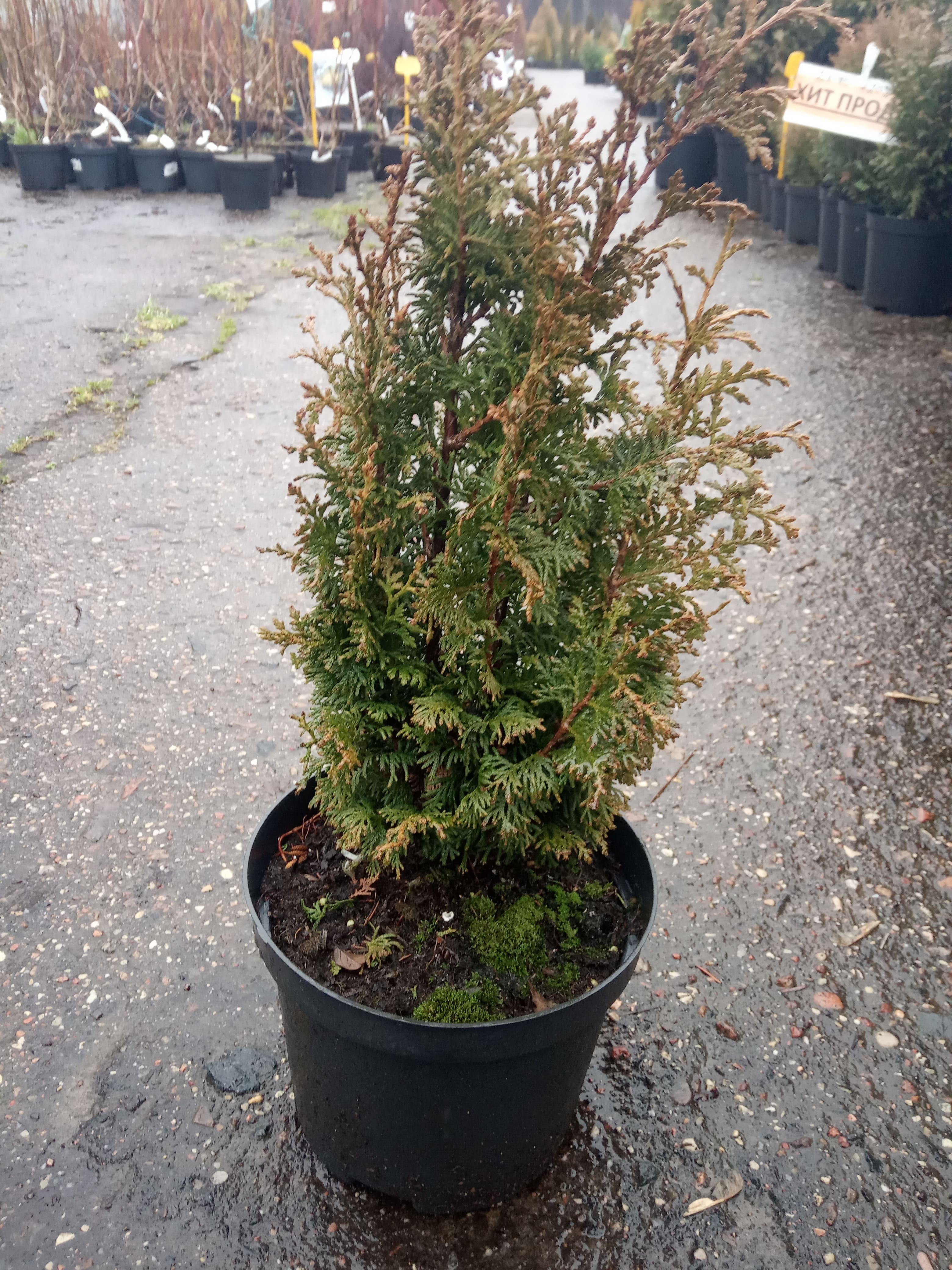 Туя западная Бробекс Тауэр  Thuja occidentalis Brobecks Tower