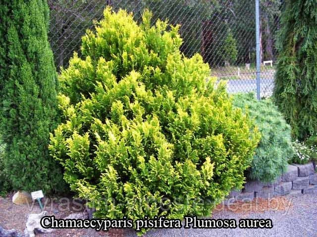Кипарисовик горохоплодный &laquo;Plumosa Aurea&raquo; (Плюмоза Ауреа), С5, выс.30-40см