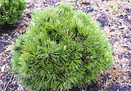 Сосна горная Хесс / Хессе (Pinus mugo Hesse) С5 выс. 45 см