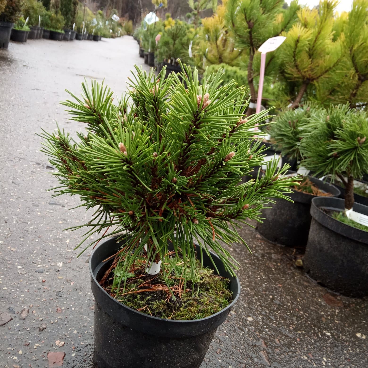 Сосна горная Бенджамин Pinus mugo Benjamin