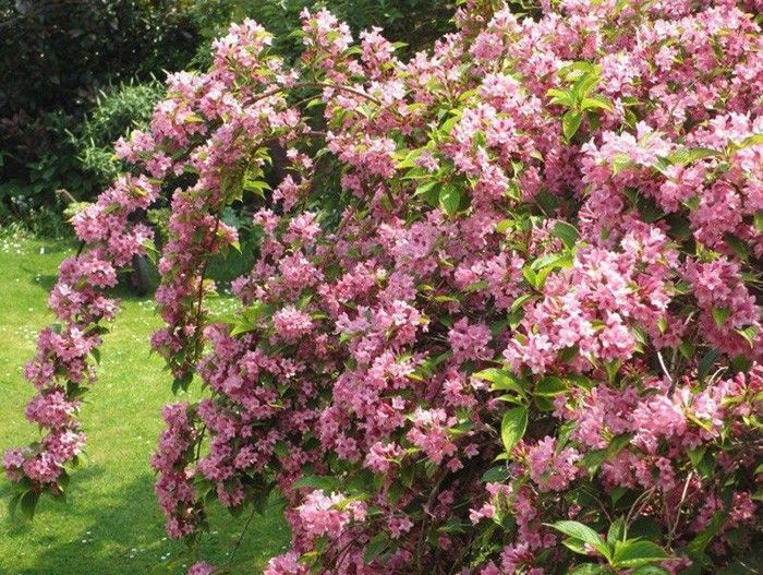 Вейгела гибридная Стириака (Weigela hybrida Styriaca) С2, выс: 30-40 см