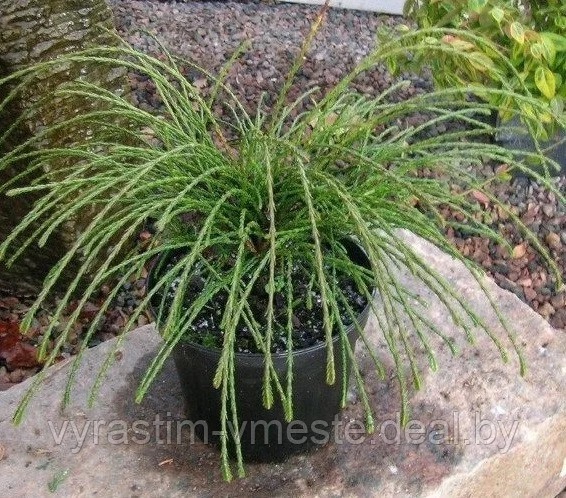Туя складчатая Випкорд (Thuja plicata Whipcord) С5 выс30-40 см