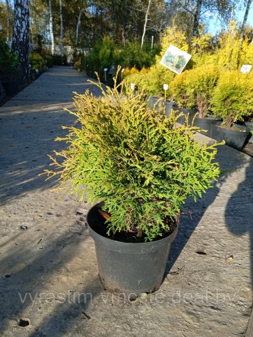 Туя западная Глобоса аурея (Thuja occidentalis 'Globosa aurea'), С3, выс:30-40см