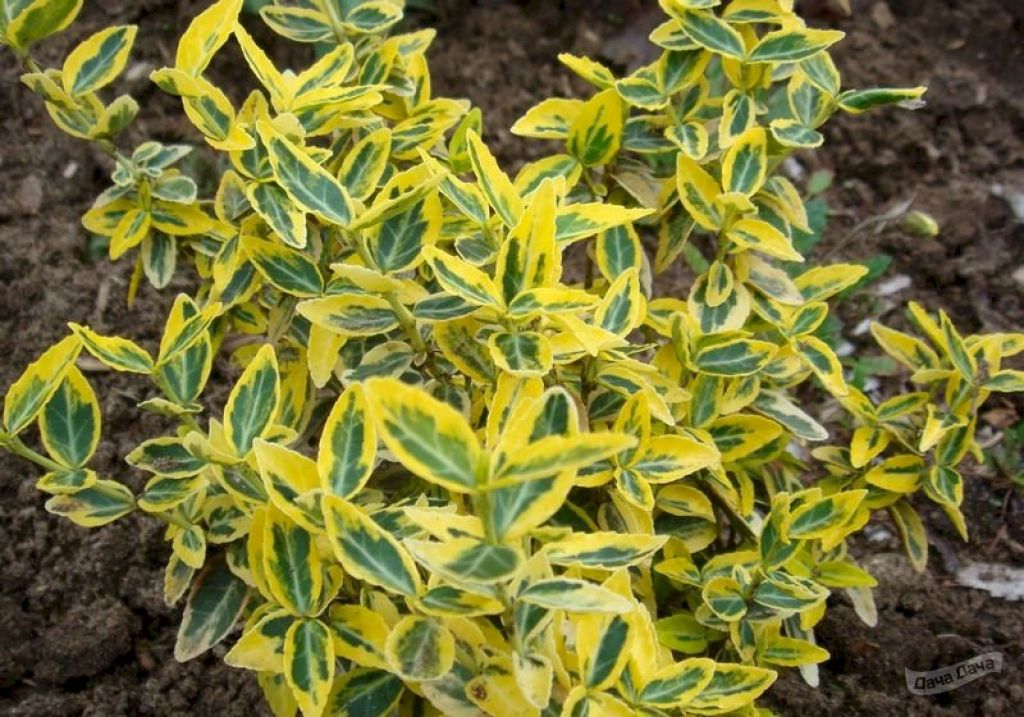 Бересклет Форчуна Эмеральд Голд (Euonymus fortune &lsquo;Emerald&rsquo;n Gold&rsquo;), С5, выс: 20 см