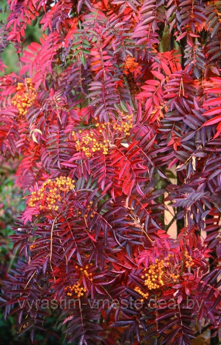Рябина Фланрок /Аутум Спайер (  Sorbus Flanrock / Autumn Spire ) С10 В.120 см