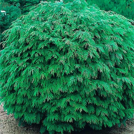 Кипарисовик Глабоза (Chamaecyparis lawsoniana &sbquo;Globosa‛) С5