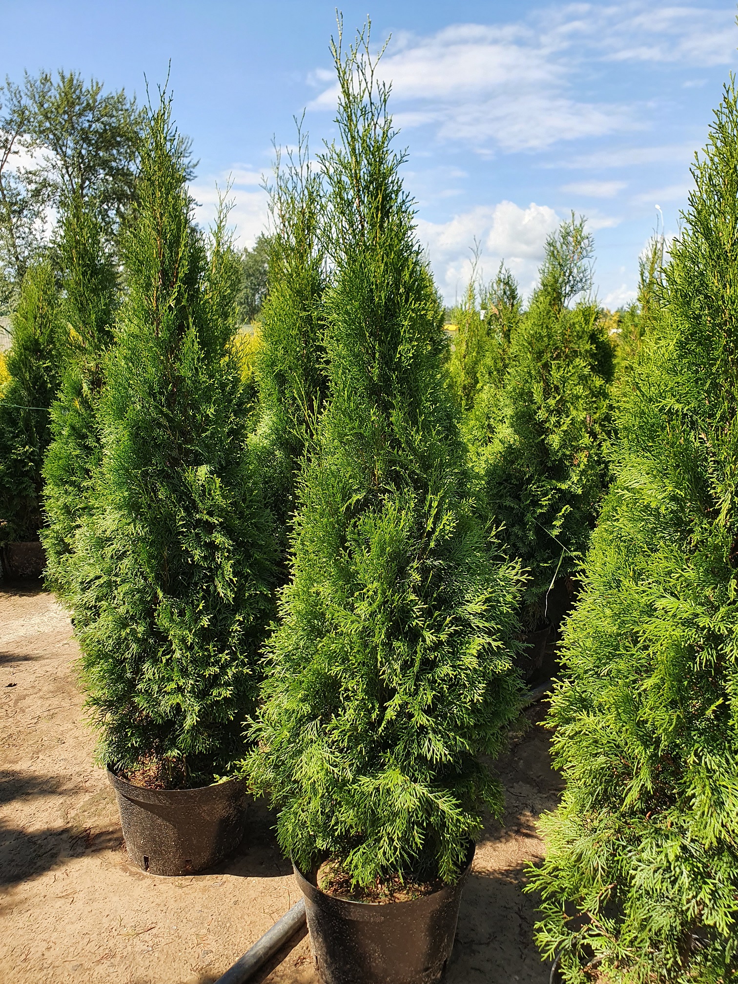 Туя  западная  Смарагд  (Thuja occidentalis  Smaragd) 130-160см