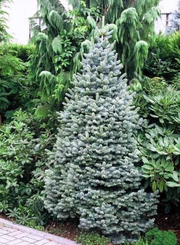 Пихта горная Компакта (Abies lasiocarpa Compacta) С2, выс 40 см