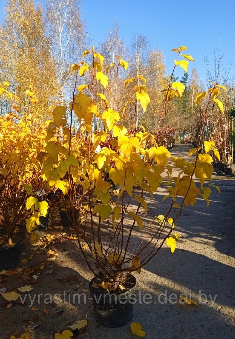 Пузыреплодник калинолистный Лютеус (Physocarpus opulifolius  'Luteus'), С5, выс:70-80см