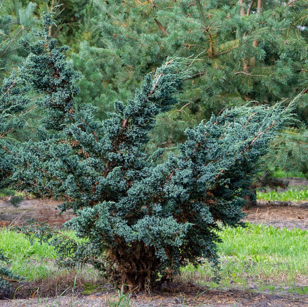 Можжевельник чешуйчатый  Мейери  (Juniperus  squamata  &lsquo;Meyeri&rsquo;)