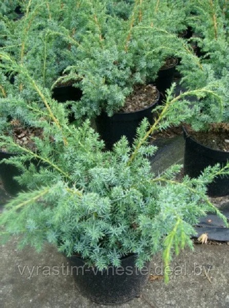 Можжевельник китайский  Блю Альпс (Juniperus chinensis  'Blue Alps&rsquo;) С3 В110-120 см