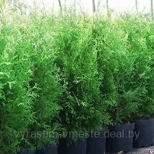 Туя западная Брабант   (Thuja occidentalis &lsquo;Brabant&rsquo;) 140-160 см