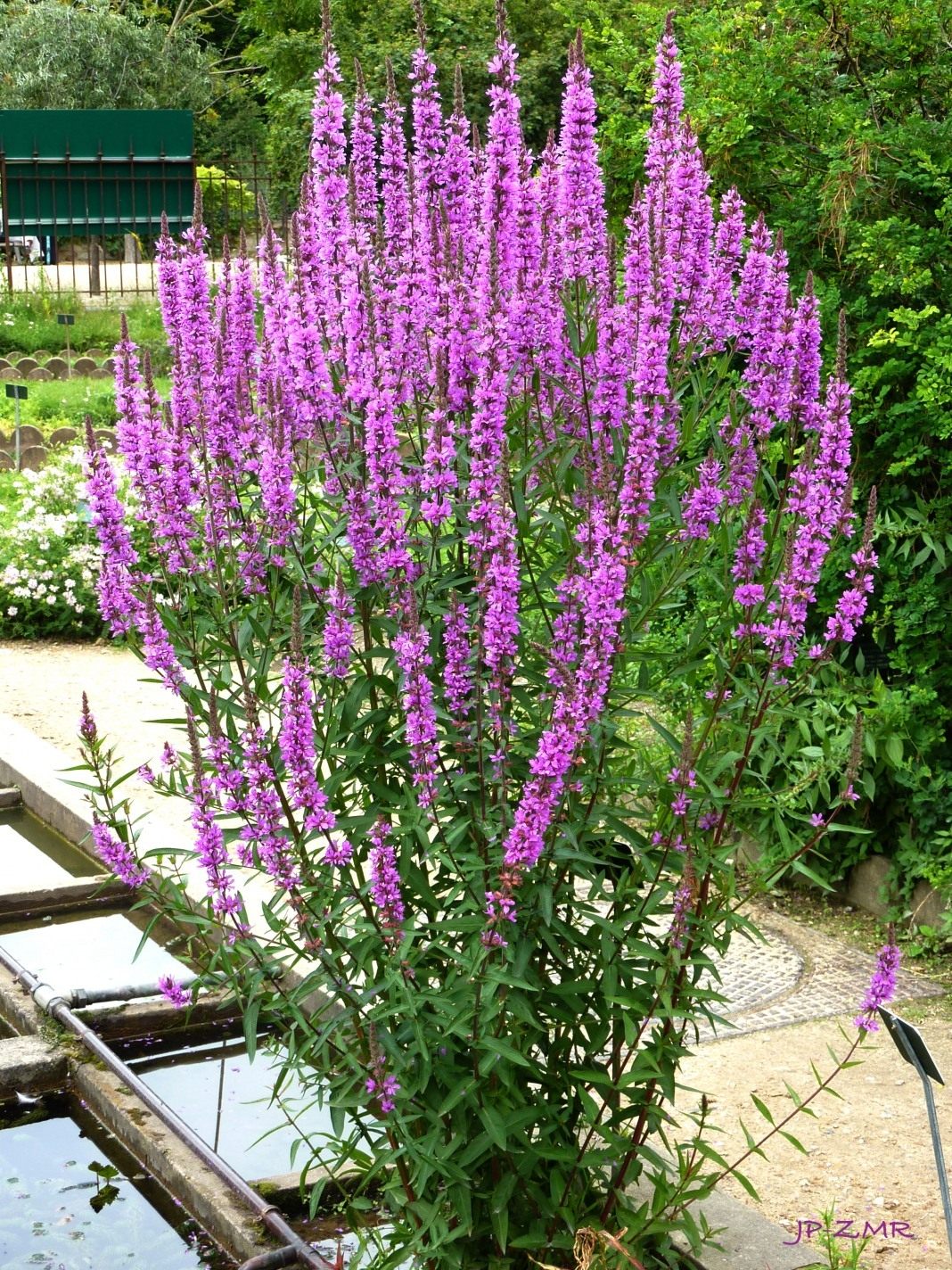 Дербенник иволистный&nbsp;(Lythrum&nbsp;salicaria), Р9