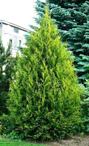 Туя западная Ауреоспиката (Thuja occidentalis Aureospicata) С10, 110-130 см