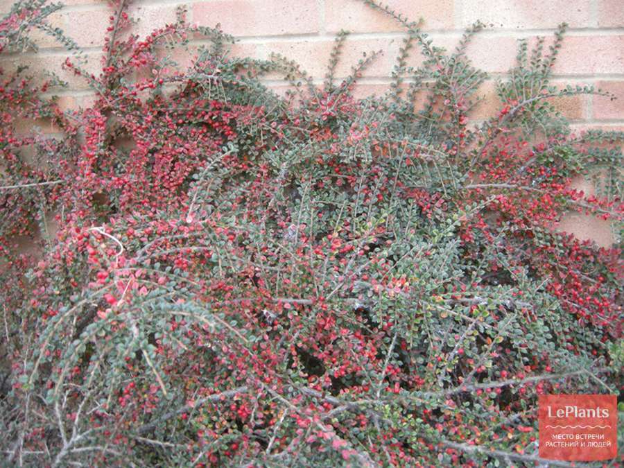 Кизильник Горизонтальный (Cotoneaster horizontalis), С3 В.60 см