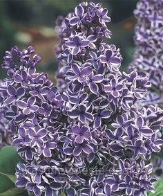 Сирень обыкновенная Сенсация (Syringa vulgaris Sensation) С7.5 