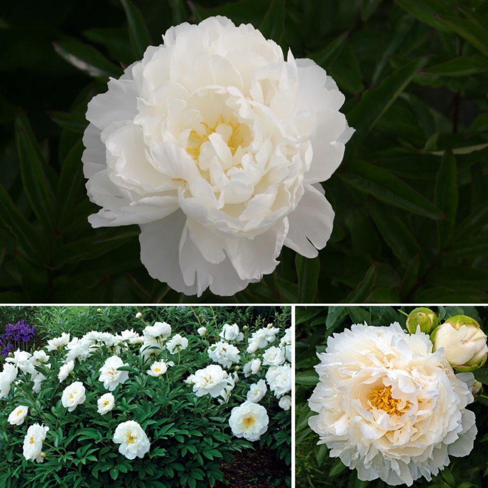 Пион Гардения (Pae&oacute;nia 'Gardenia') С5