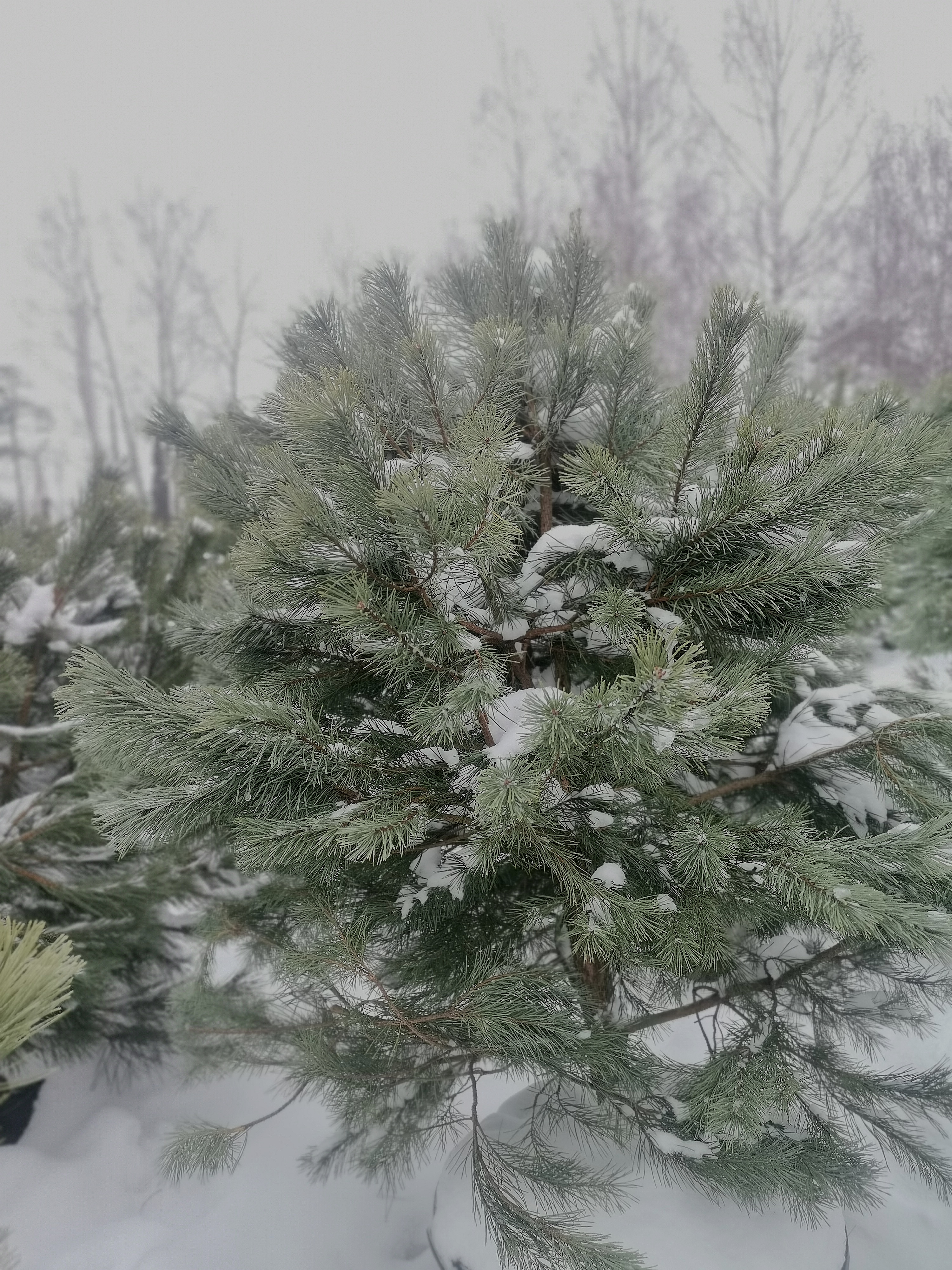 Сосна сильвестрис  (Pinus sylvestris ), С100 выс.175 см 