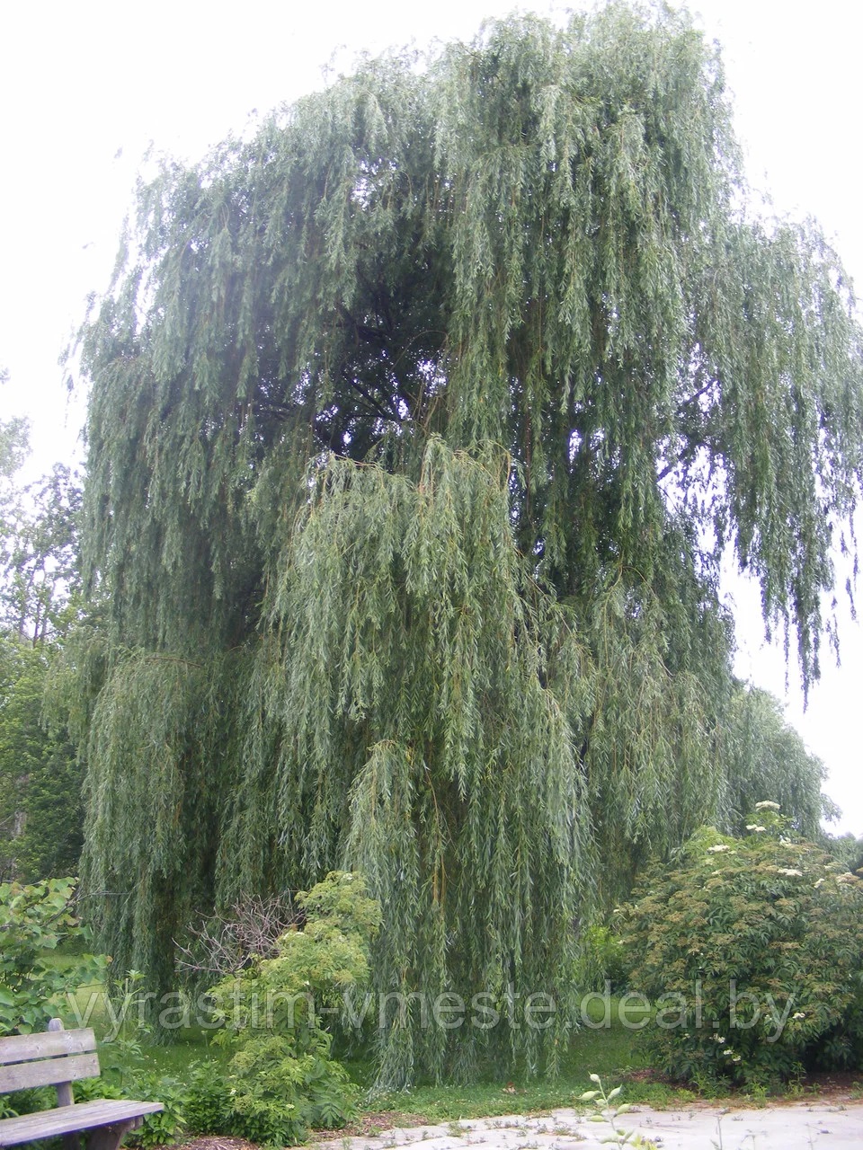 Ива белая Тристис Salix alba 'Tristis' С5, выс: 220-250 см