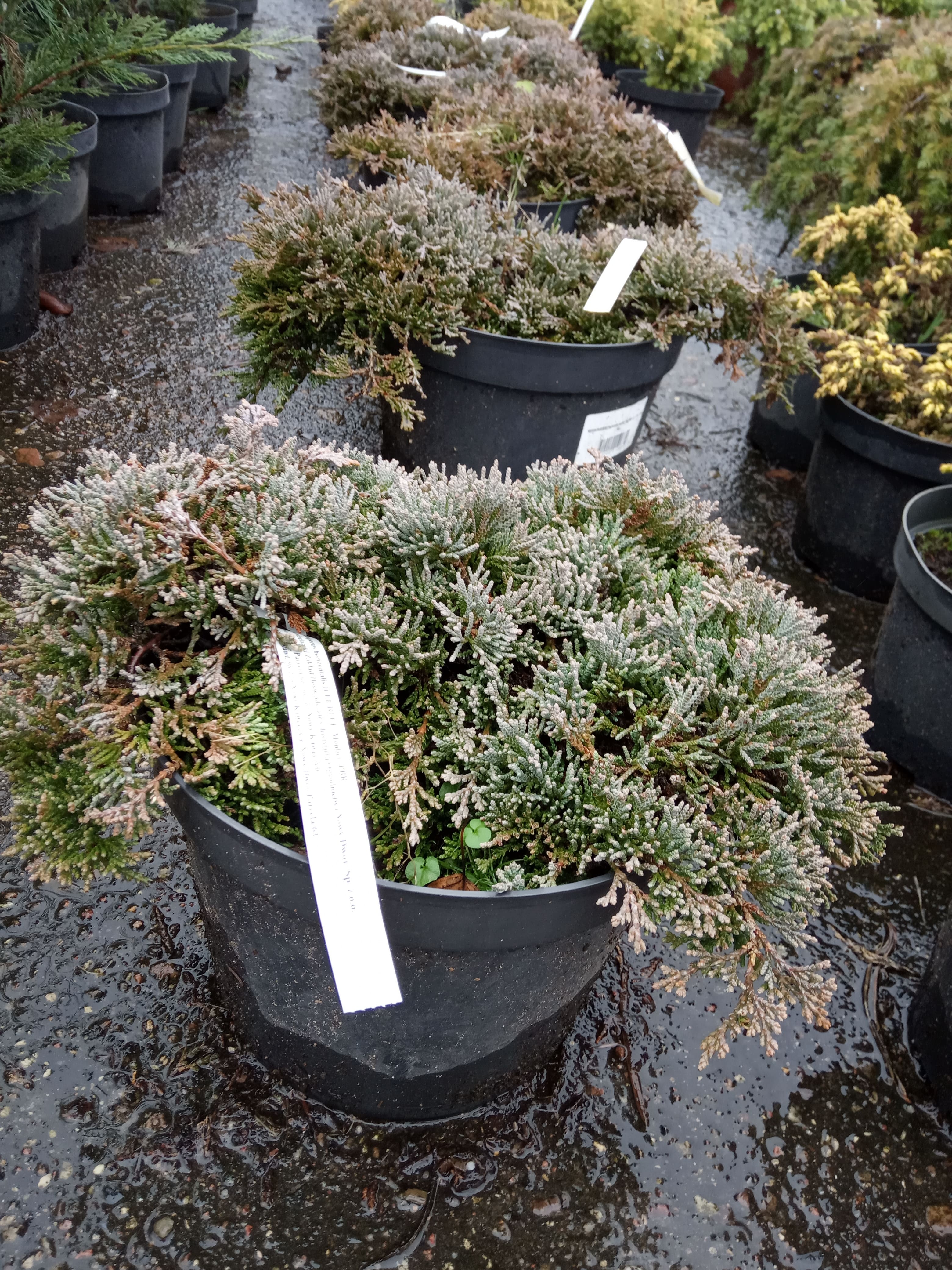 Можжевельник горизонтальный Айс Блю ( Juniperus horizontalis Icee Blue) С5
