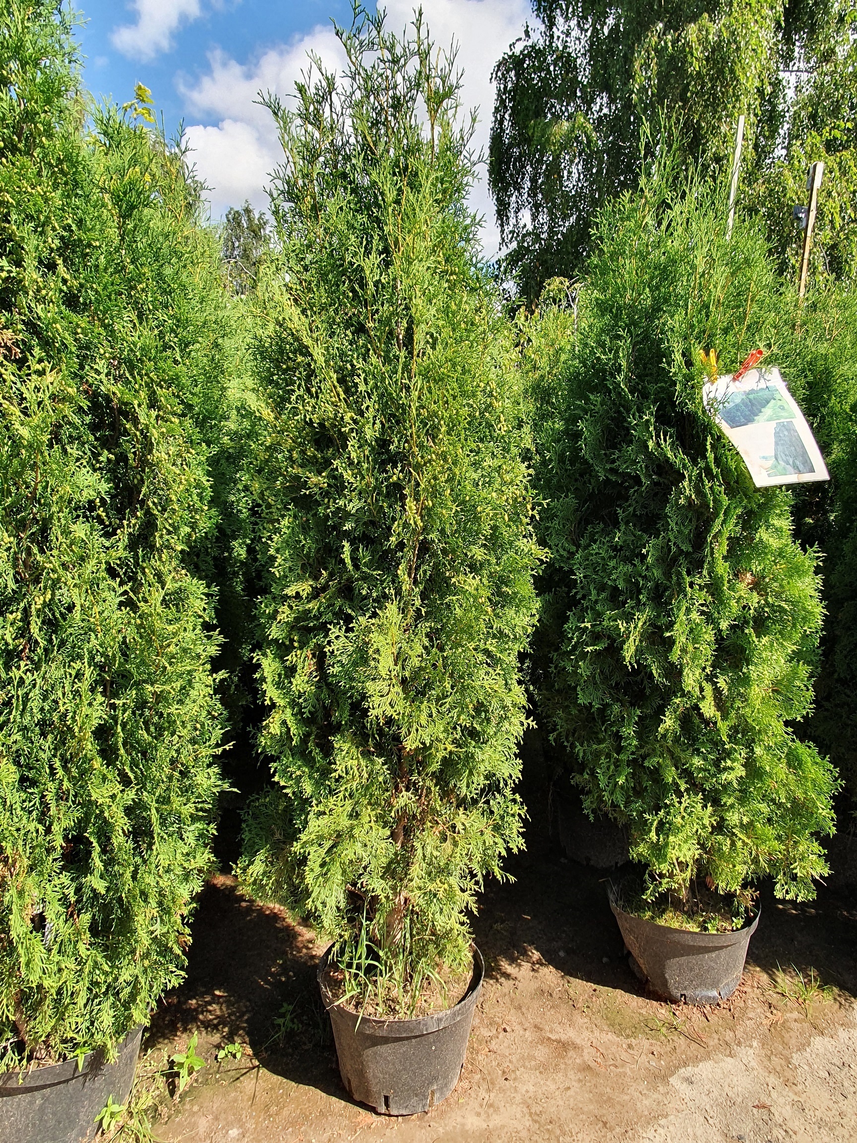 Туя западная  Колумна   (Thuja occidentalis &lsquo;Columna&rsquo;) 220-260 см